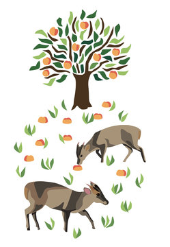 Two muntjac deer by a fruit tree