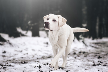 young white labrador retriever dog puppy during a winter walk looking gorgeous with copy space