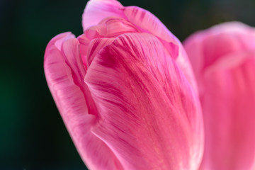 Pink tulip isolated in natural light with room for text