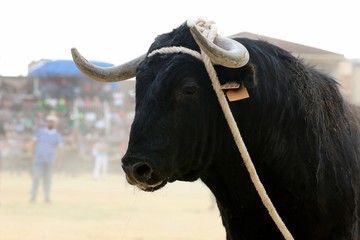 toros en españa