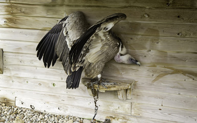 Vulture tied falconry