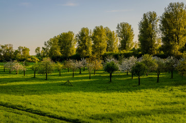 Fototapeta na wymiar Green with young apple trees at golden hour