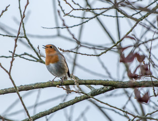 Robin Song