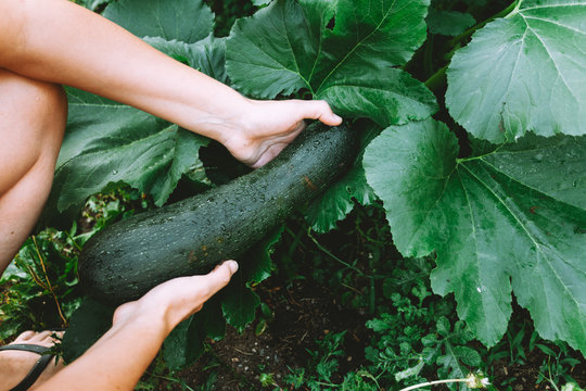 Big zucchini