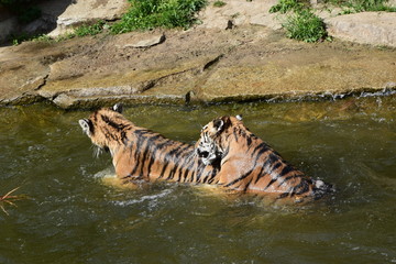 tiger