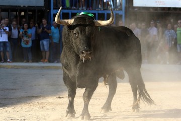 toros en españa