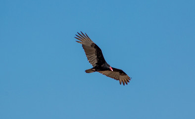 Turkey Vulture in flight