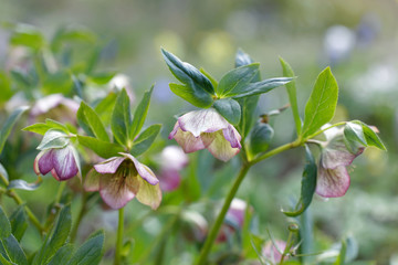 Closeup of Christmas rose flower (latin name: Helleborus niger), short depth of focus