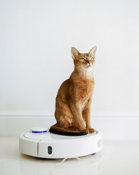 Cat on robotic vacuum cleaner