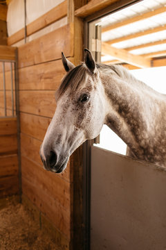 Dappled grey and white horse poking his head through a stall window