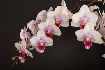 Naklejka na ściany i meble Pink and white orchid flower