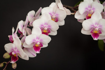 Naklejka na ściany i meble pink and white orchid flower