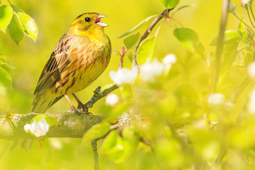 spring bird sings sitting among green leaves