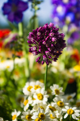 a bouquet of bright spring flowers of various types