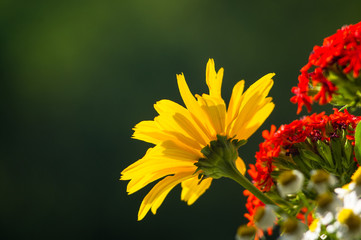 a bouquet of bright spring flowers of various types