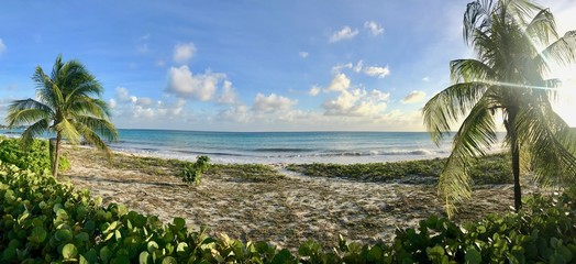 Panoramic view of the beautiful idyllic Welches Beach in Oistins, Barbados (Caribbean island) with unspoilt nature, palm trees, white sand and a picturesque turquoise ocean with waves on a sunny day	
