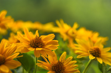 bouquet of bright yellow flowers Heliopsis helianthoides