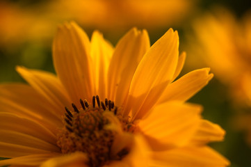 bouquet of bright yellow flowers Heliopsis helianthoides