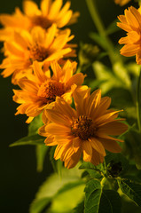 bouquet of bright yellow flowers Heliopsis helianthoides