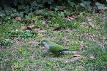 Parakeet in Barcelona