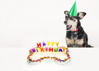 Dog Blowing Out Birthday Candles