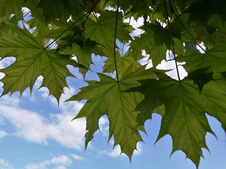 Grüne Ahorn-Blätter und blauer Himmel