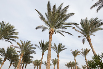 Worker hand with scissors, cutting leaves of bushes