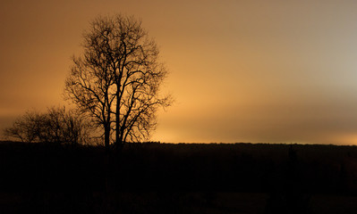 Coucher de soleil derri&egrave;re l'arbre
