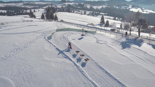 Dog sled racing in the snow