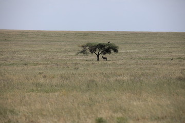 Naklejka na ściany i meble African Serengeti plains landscape