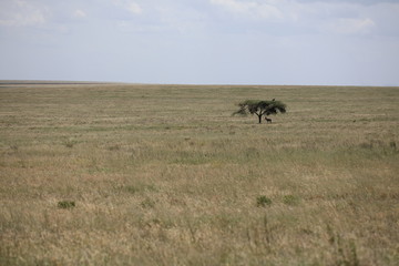 African Serengeti plains landscape