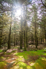 Fototapeta premium Old misty forest with sun rays