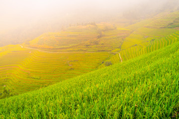 Obraz premium Green rice terrace fields of southeastern Asia