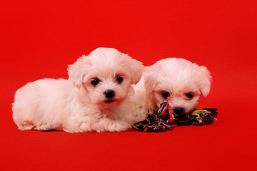 two maltese puppy with toy for dogs on a red background.