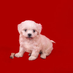 young puppy of a maltese dog with a bone on a red background.