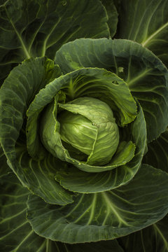 cabbage macro
