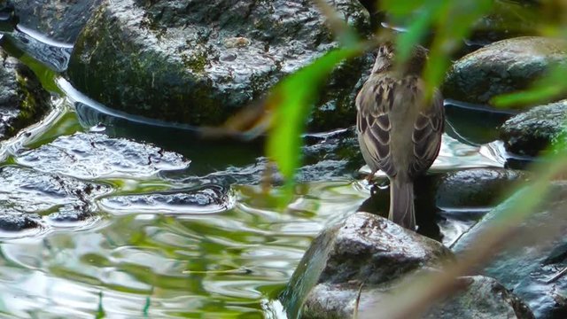 Sparrow having bath