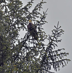 Weisskopf seeadler im Baum 
