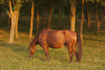 Obraz na płótnie Canvas The Mare in the pasture. Horse grazing. A horse is eating grass at sunset.