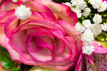 Close up view of white Baby's breath flowers and a pink rose in blossom