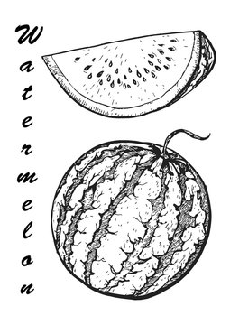Hand drawn vector illustration - watermelon and slices. Botanical food illustration.