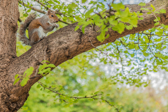 Esquilo comendo em um galho de &aacute;rvore no San James Park de Londres
