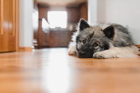 Doggie nap