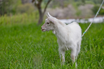 Obraz premium A small white goat on a green lawn.