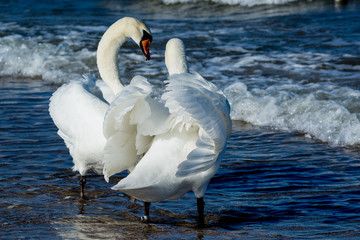 Łabędzie nad Morzem Bałtyckim w Świnoujściu © Pawel Gruntowicz