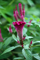 Brandschopf, Hahnenkamm, Federbusch (Celosia cristata)