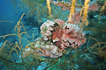 Hahnenkamm-Auster Lopha cristagalli © etfoto