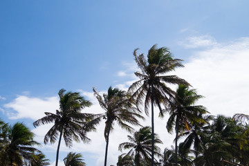 Fototapeta na wymiar Coconut trees in Praia do Forte, Bahia, Brazil