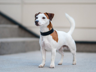 Jack Russel Terrier Dog in the city