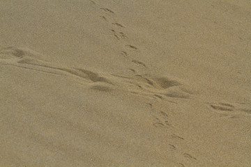 Fototapeta na wymiar Traces on the sand